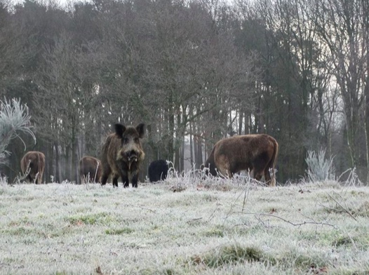 Voorkeurtocht "Bibbertocht" bij de Kwartels in Wachtebeke op 17 november 2018